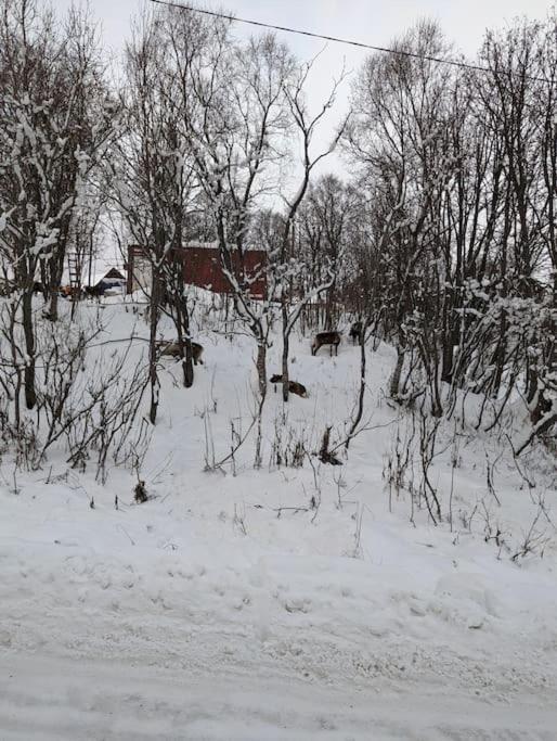 Koselig Leilighet Naer Bussholdeplass Og Natur. Tromsø Exterior foto